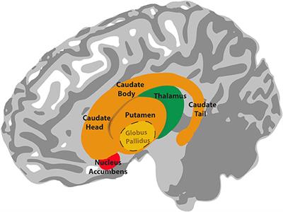 How may the basal ganglia contribute to auditory categorization and speech perception?